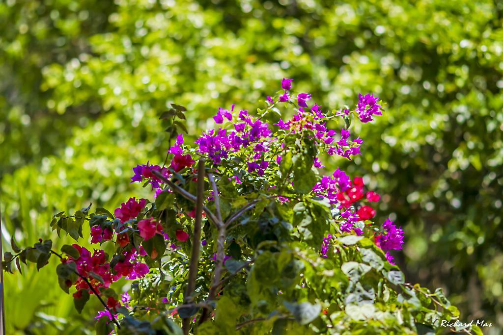 فيلا Jardim Secreto مورو دي ساو باولو المظهر الخارجي الصورة
